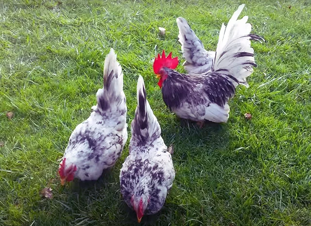 Інкубаційне яйце, курчата, Мільфлер – лимон, мармуровий, блакитний- фото № 8