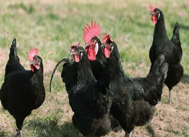 Інкубаційне яйце курей Барбезье. оплід хороший- фото № 1