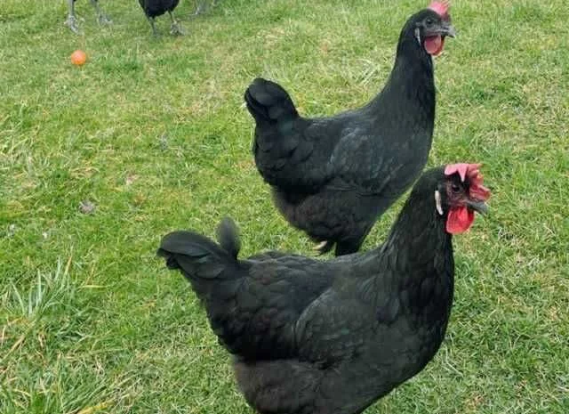 Інкубаційне яйце курей Барбезье. оплід хороший- фото № 2