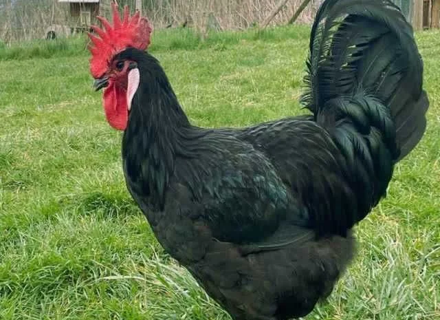 Інкубаційне яйце курей Барбезье. оплід хороший- фото № 4