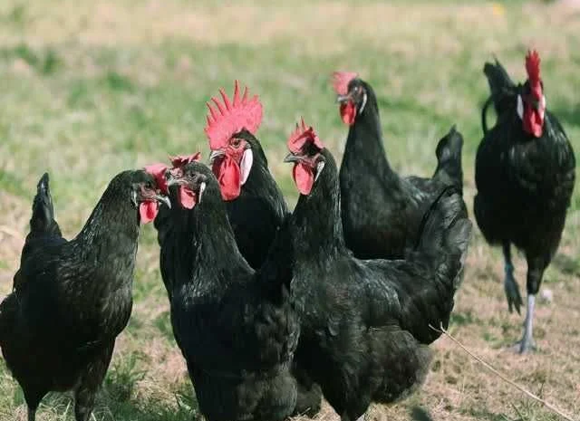 Інкубаційне яйце курей Барбезье. оплід хороший- фото № 5