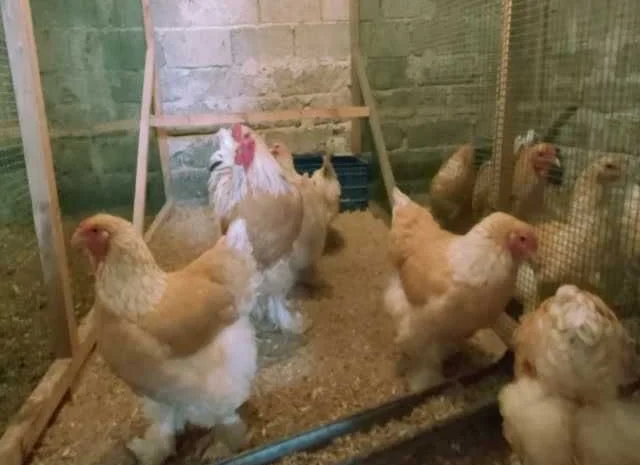 Інкубаційне яйце Брама золото колумбійське, блакитне золото, біле золото- фото № 1