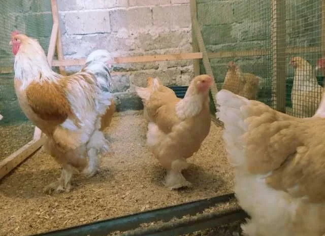 Інкубаційне яйце Брама золото колумбійське, блакитне золото, біле золото- фото № 2