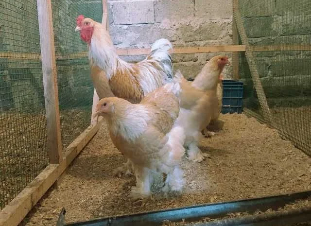 Інкубаційне яйце Брама золото колумбійське, блакитне золото, біле золото- фото № 3