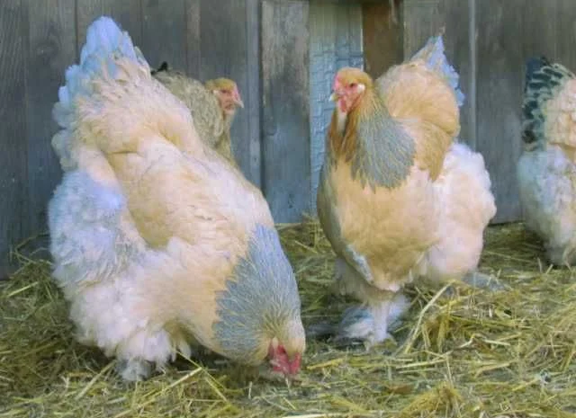 Інкубаційне яйце Брама золото колумбійське, блакитне золото, біле золото- фото № 4