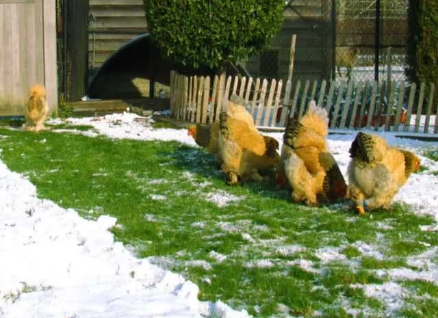 Інкубаційне яйце Брама золото колумбійське, блакитне золото, біле золото- фото № 5
