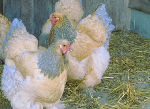 Інкубаційне яйце Брама золото колумбійське, блакитне золото, біле золото- фото № 6