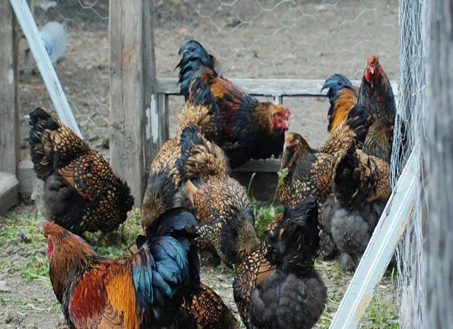 Продається інкубаційне яйце, курчата. Брама - Золото, Срібло- фото № 1