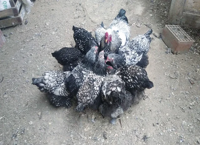 Продається інкубаційне яйце, курчата. Брама - Золото, Срібло- фото № 2