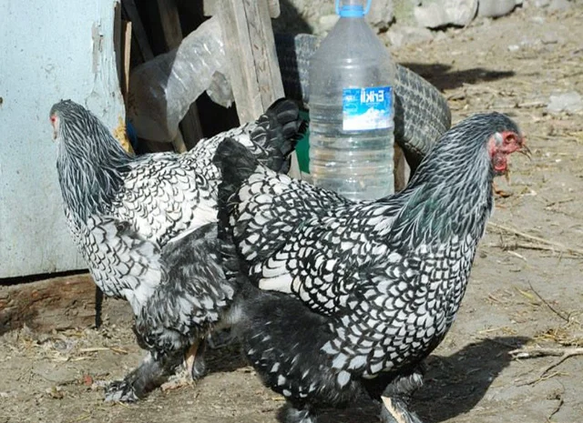 Продається інкубаційне яйце, курчата. Брама - Золото, Срібло- фото № 3