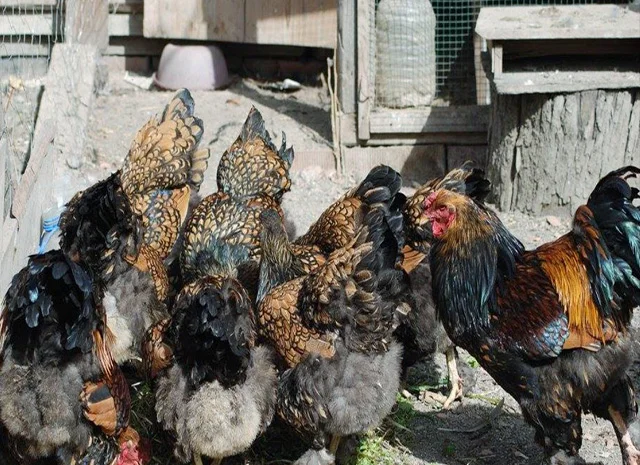 Продається інкубаційне яйце, курчата. Брама - Золото, Срібло- фото № 4