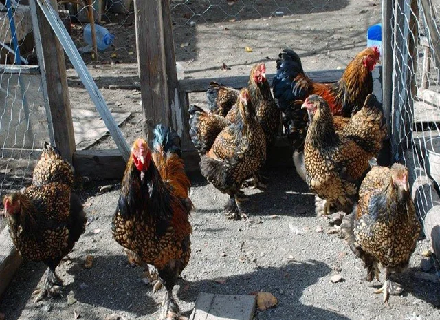 Продається інкубаційне яйце, курчата. Брама - Золото, Срібло- фото № 5