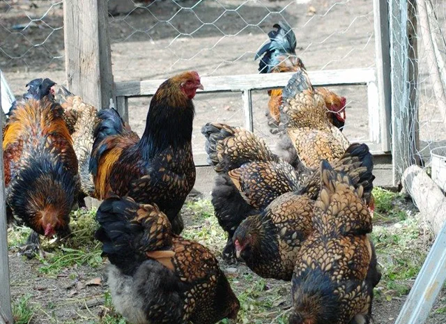 Продається інкубаційне яйце, курчата. Брама - Золото, Срібло- фото № 6