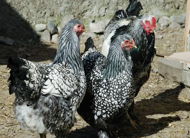 Продається інкубаційне яйце, курчата. Брама - Золото, Срібло- фото № 7