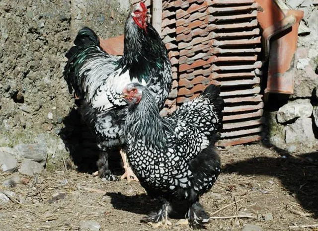 Продається інкубаційне яйце, курчата. Брама - Золото, Срібло- фото № 8