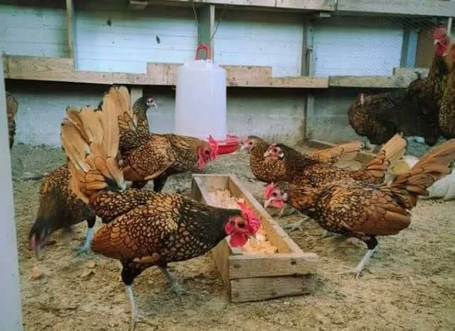 Мініатюрні Сiбрайт, яйце інкубаційне Золото, бiле золото- фото № 1