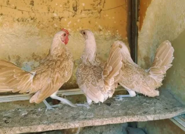 Мініатюрні Сiбрайт, яйце інкубаційне Золото, бiле золото- фото № 4