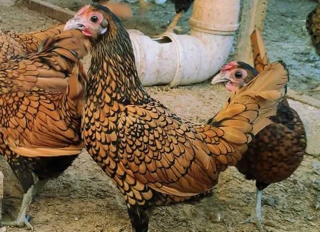 Мініатюрні Сiбрайт, яйце інкубаційне Золото, бiле золото- фото № 5