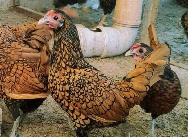 Мініатюрні Сiбрайт, яйце інкубаційне Золото, бiле золото- фото № 6