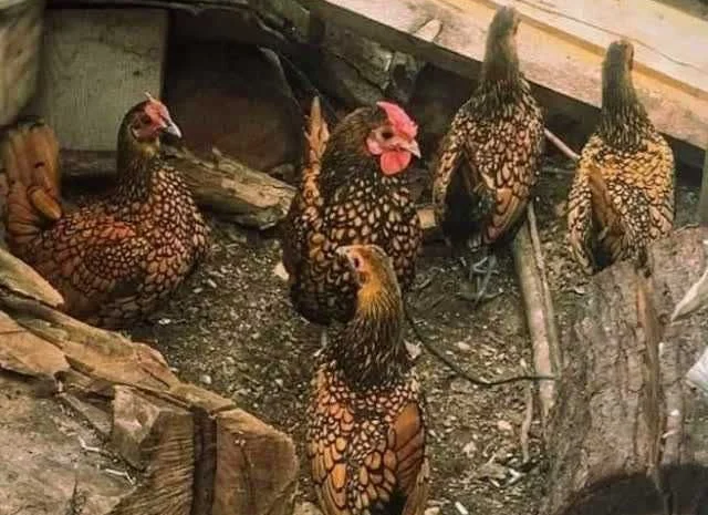 Мініатюрні Сiбрайт, яйце інкубаційне Золото, бiле золото- фото № 8