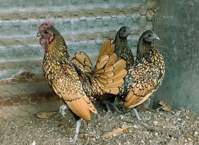 Яйце інкубаційне Брекель, забарвлення - срібло, лимон- фото № 1