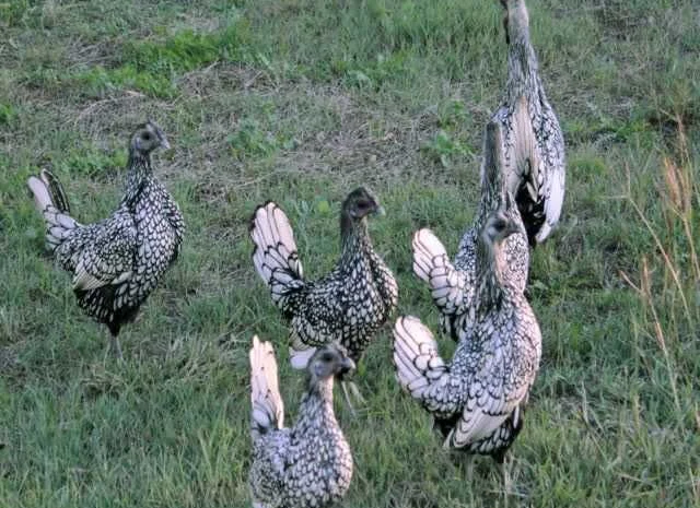 Яйце інкубаційне Брекель, забарвлення - срібло, лимон- фото № 2