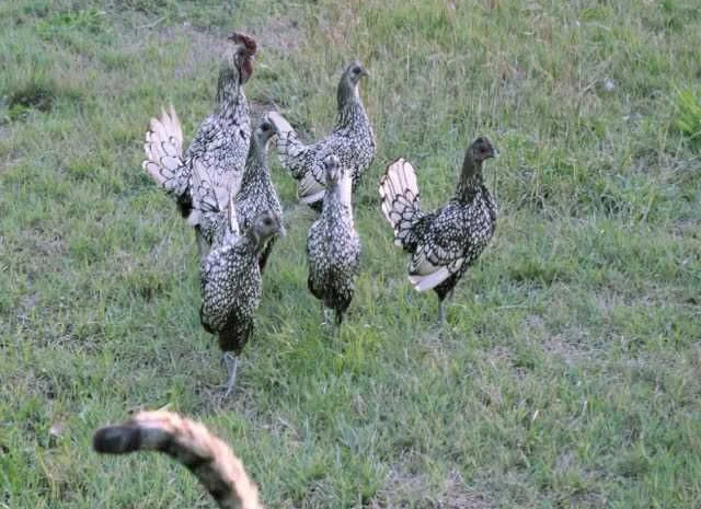 Яйце інкубаційне Брекель, забарвлення - срібло, лимон- фото № 3