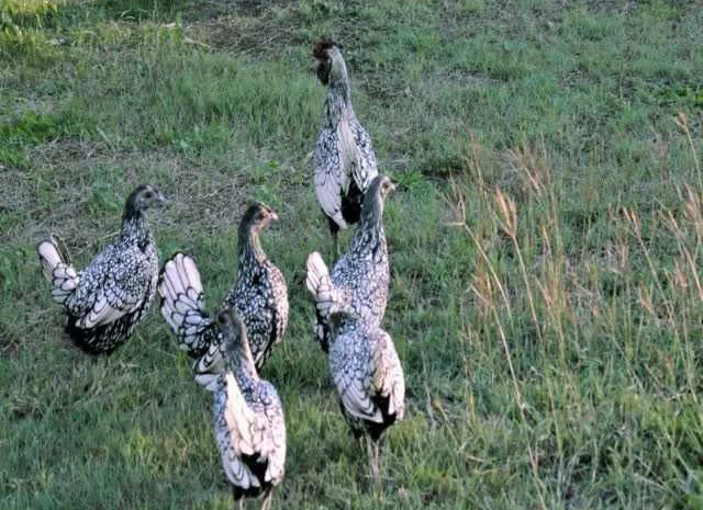 Яйце інкубаційне Брекель, забарвлення - срібло, лимон- фото № 4