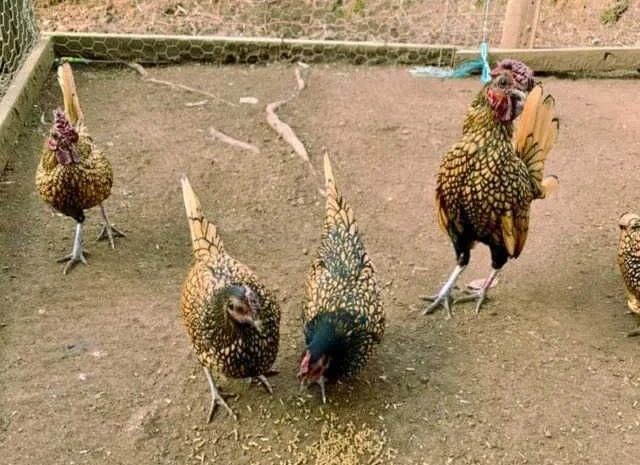 Яйце інкубаційне Брекель, забарвлення - срібло, лимон- фото № 6