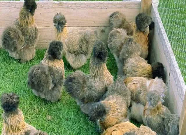 Яйце інкубаційне китайська шовкова порода курей. П'ять окрасiв- фото № 1