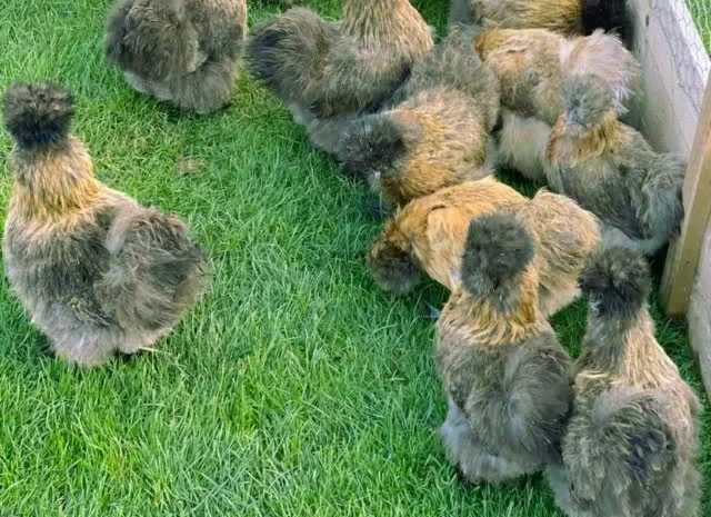 Яйце інкубаційне китайська шовкова порода курей. П'ять окрасiв- фото № 2