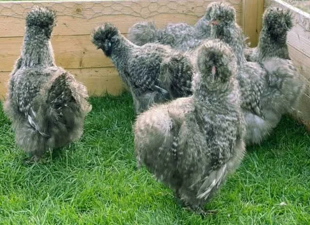 Яйце інкубаційне китайська шовкова порода курей. П'ять окрасiв- фото № 3