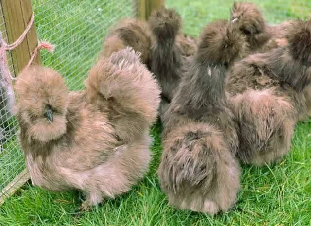 Яйце інкубаційне китайська шовкова порода курей. П'ять окрасiв- фото № 4