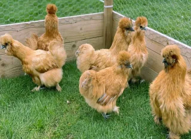 Яйце інкубаційне китайська шовкова порода курей. П'ять окрасiв- фото № 5