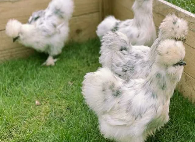 Яйце інкубаційне китайська шовкова порода курей. П'ять окрасiв- фото № 7