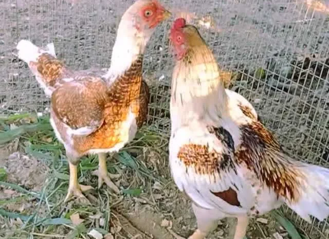 Корніш яйце інкубаційне білий, мідний, бiло-червоний- фото № 1