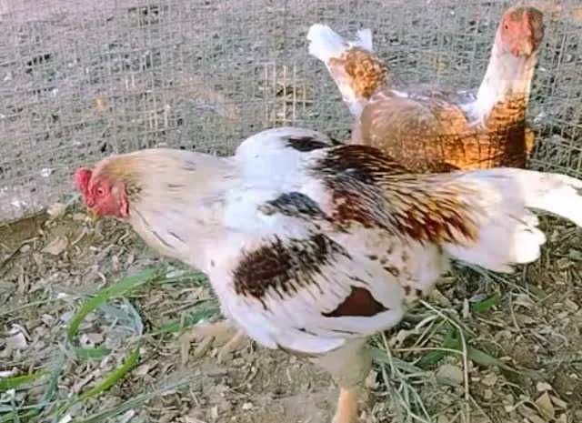 Корніш яйце інкубаційне білий, мідний, бiло-червоний- фото № 3