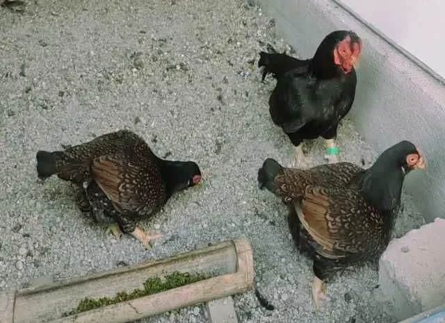 Корніш яйце інкубаційне білий, мідний, бiло-червоний- фото № 4