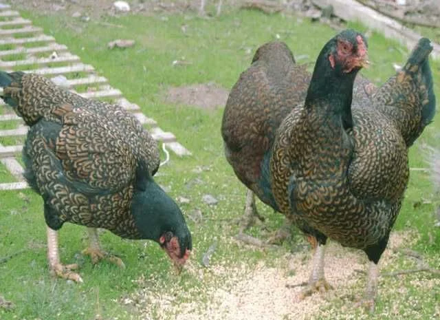 Корніш яйце інкубаційне білий, мідний, бiло-червоний- фото № 6