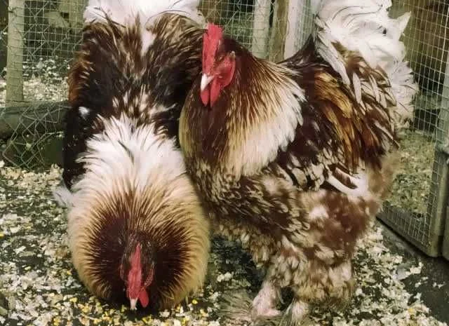 Кури Кохінхін яйце інкубаційне біле золото, колумбія, фарфор- фото № 1