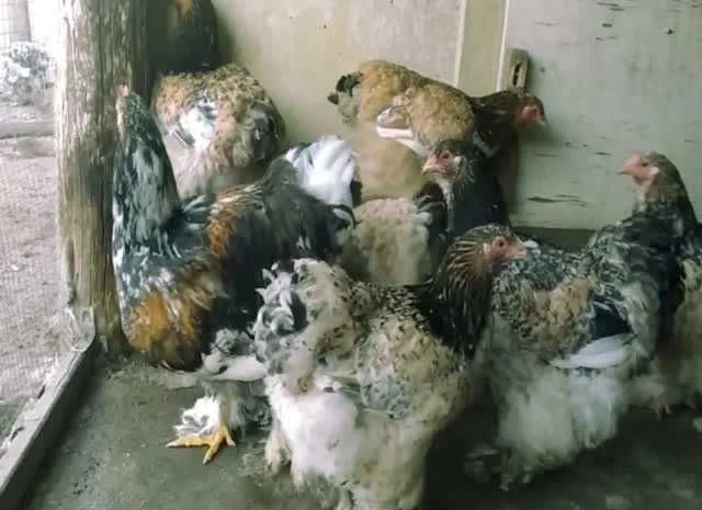 Кури Кохінхін яйце інкубаційне біле золото, колумбія, фарфор- фото № 3