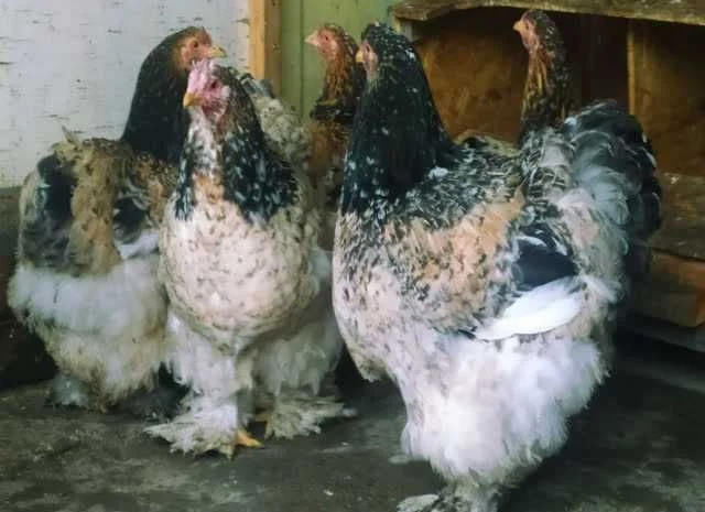 Кури Кохінхін яйце інкубаційне біле золото, колумбія, фарфор- фото № 4