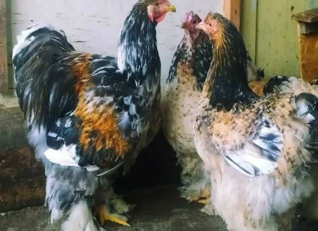 Кури Кохінхін яйце інкубаційне біле золото, колумбія, фарфор- фото № 5