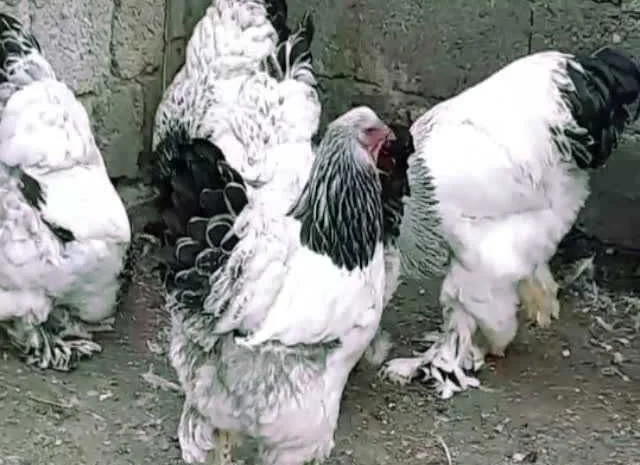 Кури Кохінхін яйце інкубаційне біле золото, колумбія, фарфор- фото № 6