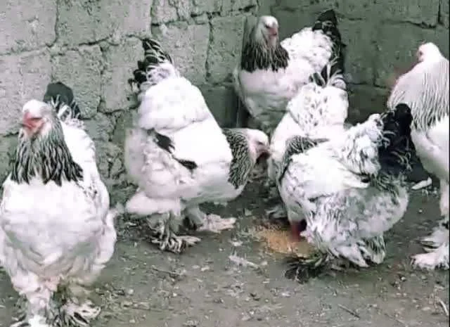 Кури Кохінхін яйце інкубаційне біле золото, колумбія, фарфор- фото № 7