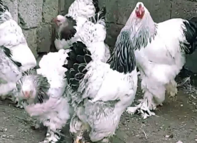 Кури Кохінхін яйце інкубаційне біле золото, колумбія, фарфор- фото № 8