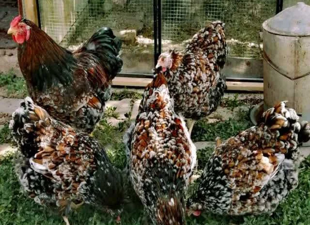 Віандот інкубаційне яйце біле золото, фарфор, срібло- фото № 1