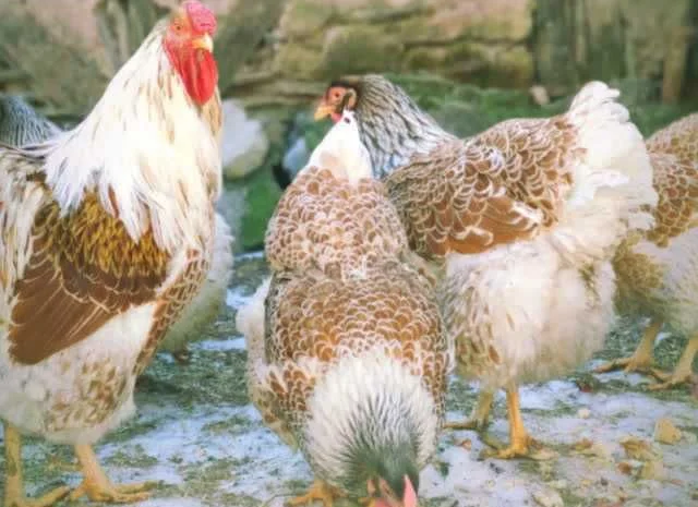 Віандот інкубаційне яйце біле золото, фарфор, срібло- фото № 3