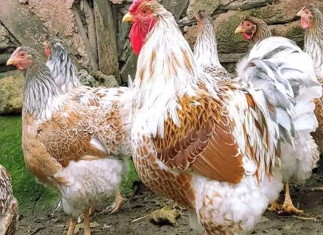 Віандот інкубаційне яйце біле золото, фарфор, срібло- фото № 4