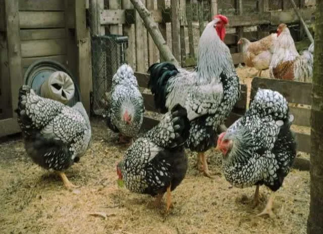 Віандот інкубаційне яйце біле золото, фарфор, срібло- фото № 5